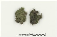 藏品(小扭葉苔)的圖片